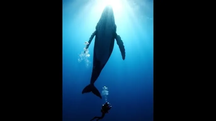 在世界尽头咏唱恋曲的少女yu-no - 深蓝星球：探索海洋深处的未知世界